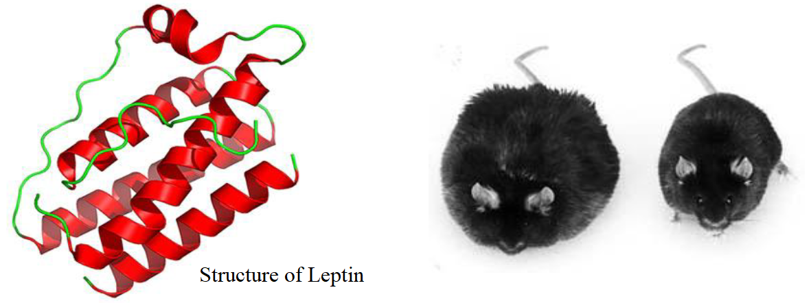 leptin-mouse.PNG