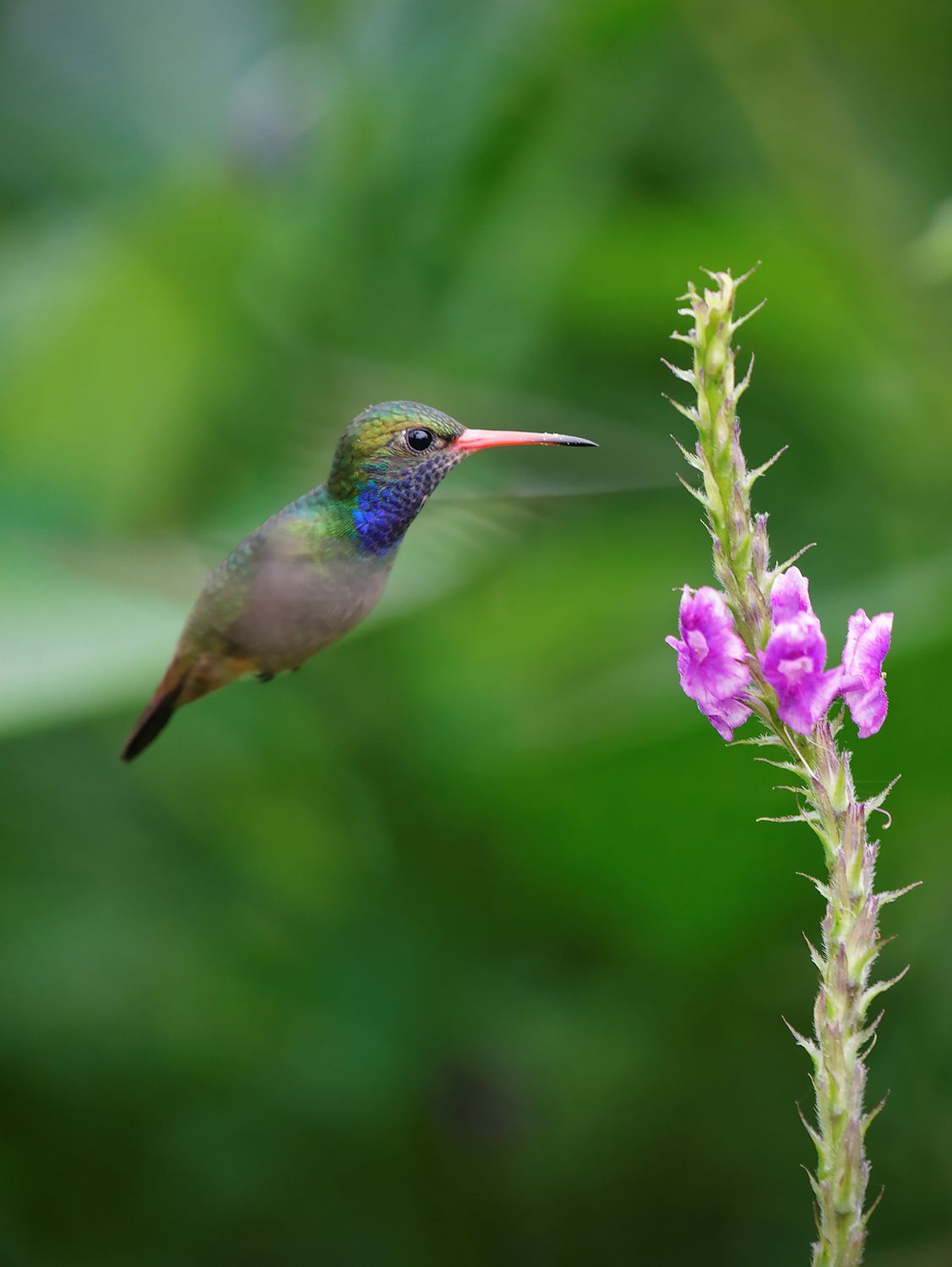 CostaRicaBerroneau-032.jpg