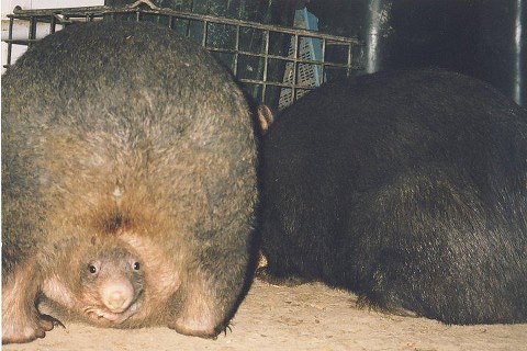 wombat pouch.jpg