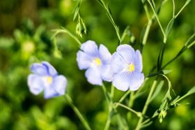 A6000-12-05-2016-00706 drie blauw.jpg