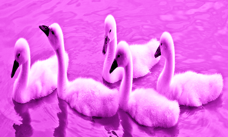 pinkswan.gif