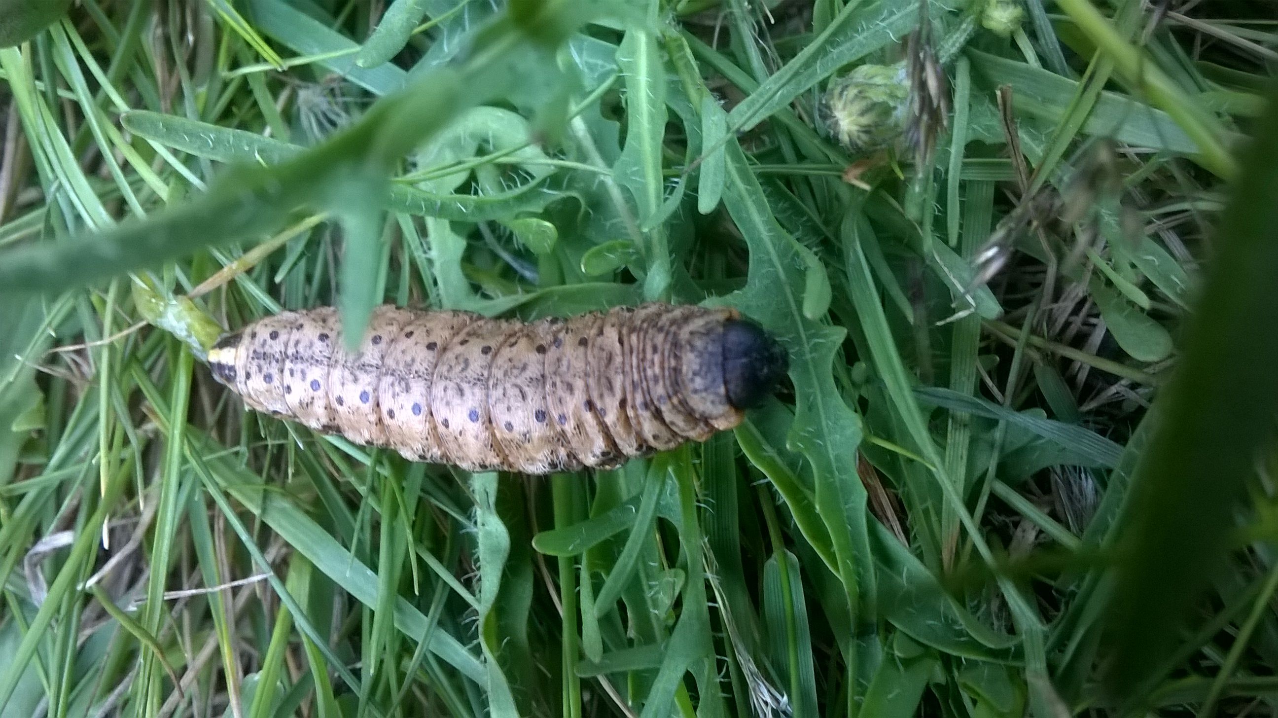 WP_20150725_005.jpg