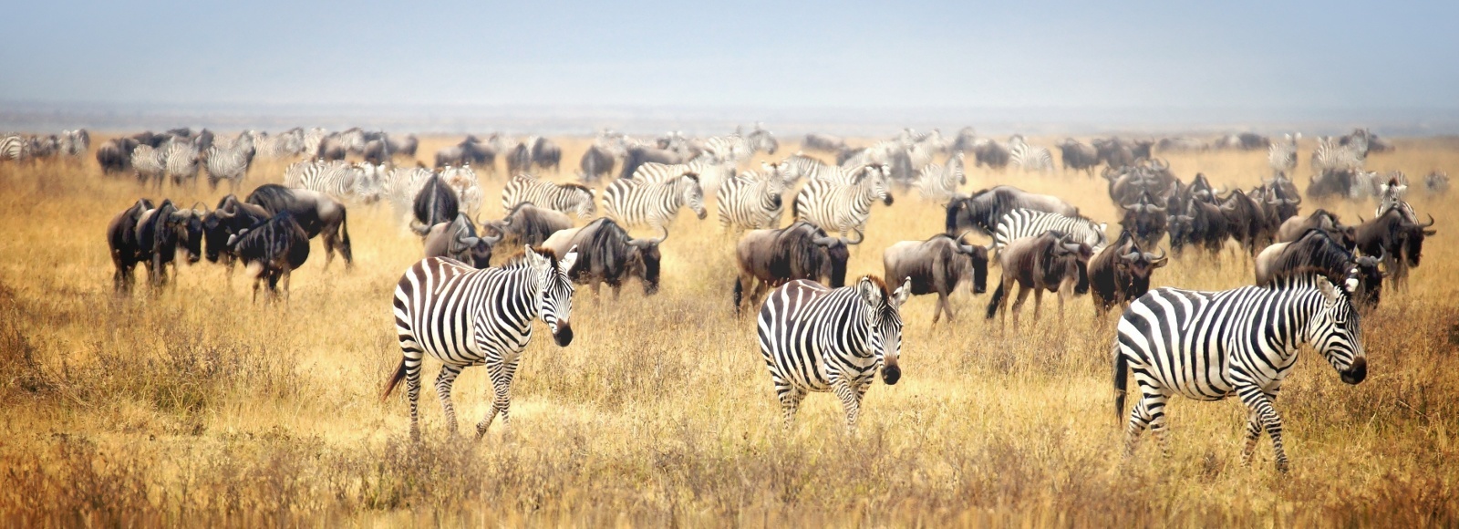 Enchanting-Travels-Kenya-Safari-Great-Migration.jpg