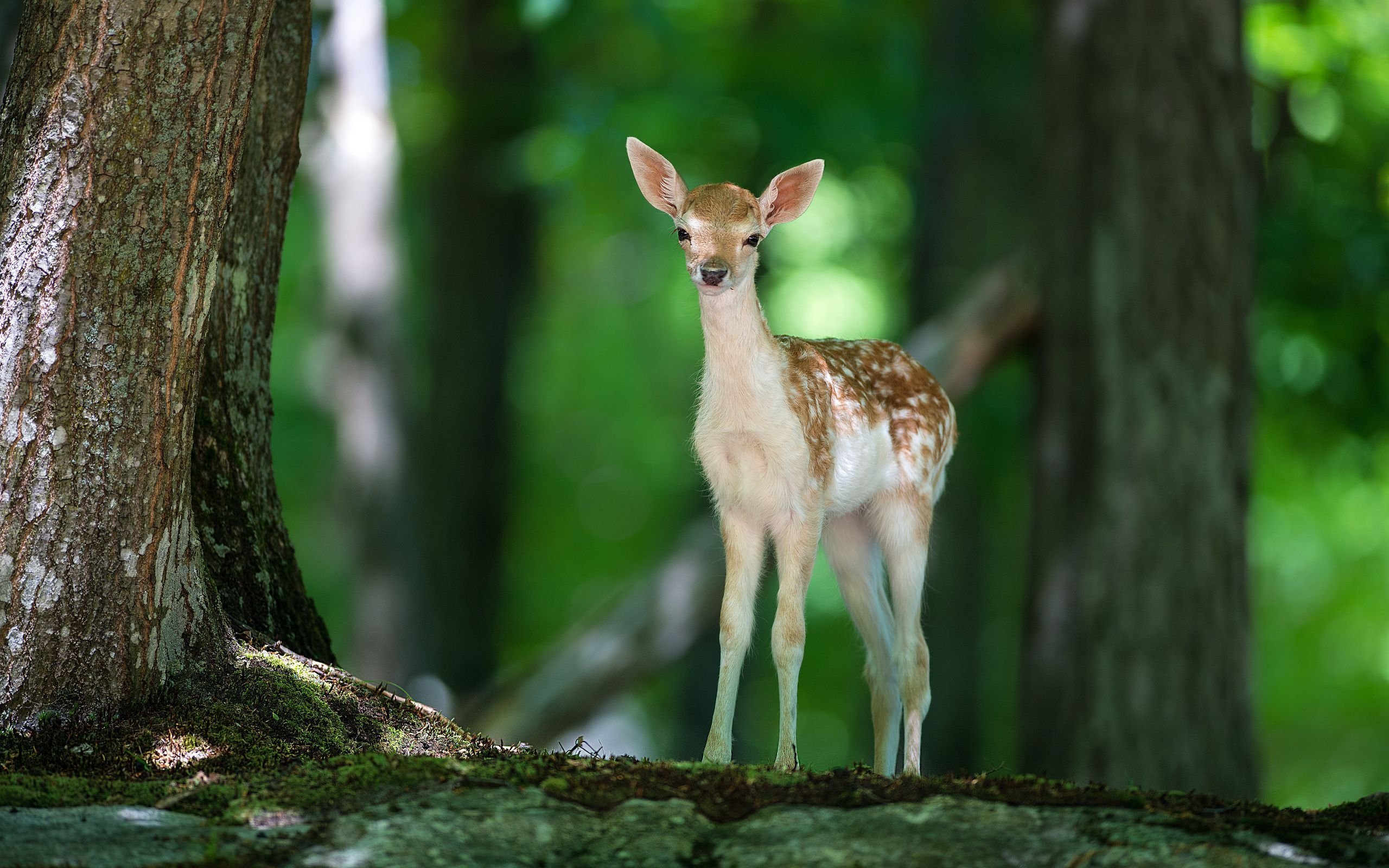 Deer photo (4).jpg