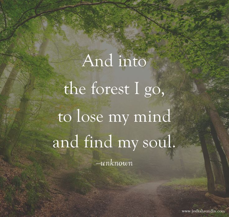 And Into The Forest I Go — Steemit