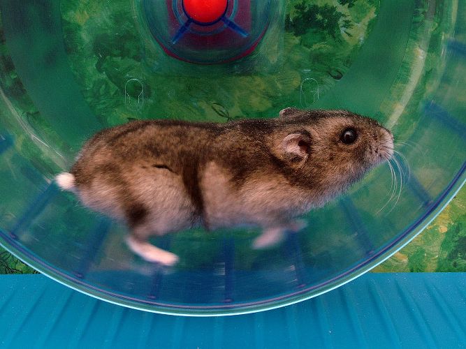 hamster in a wheel.jpg