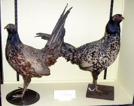 Pheasant-hybrids.jpg