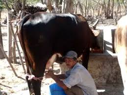 ordeño de vacas.jpg