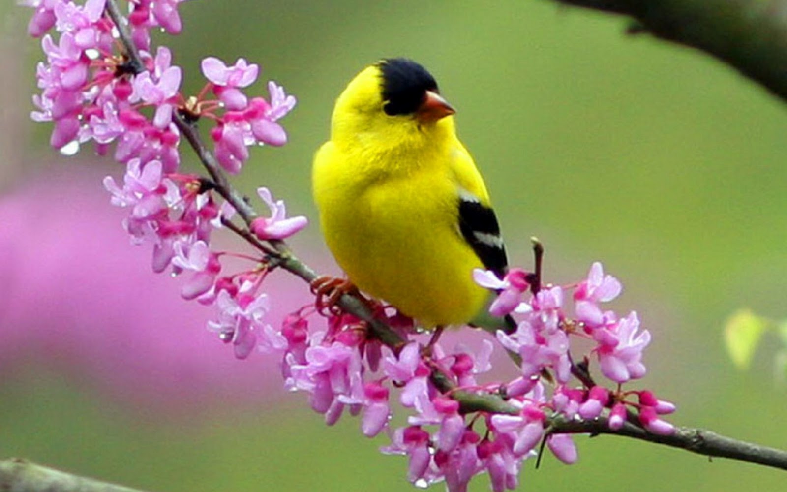 beautiful-birds-wallpapers-and-pics-1-Copy.jpg