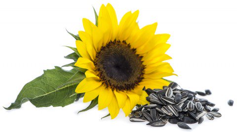 sunflower-with-seeds-480x268.jpg