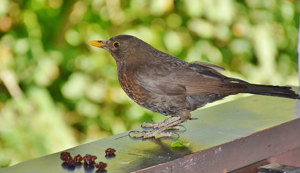 cantar de los pajaros.jpg