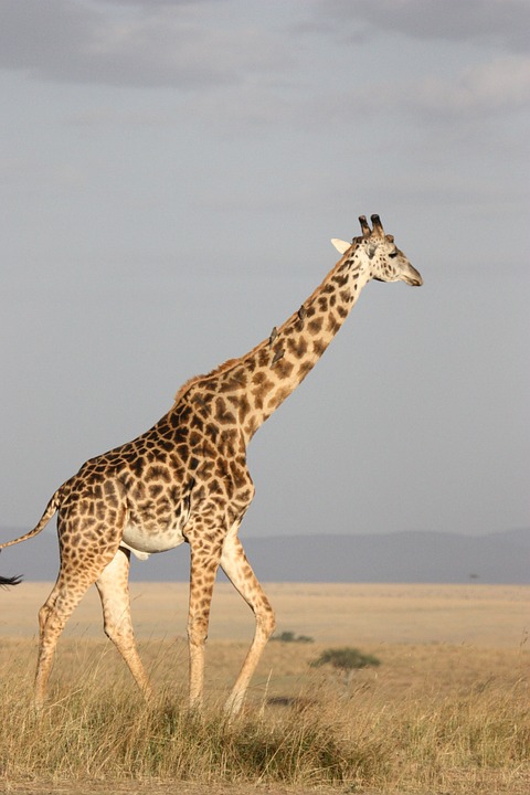 giraffe-171318_960_720.jpg