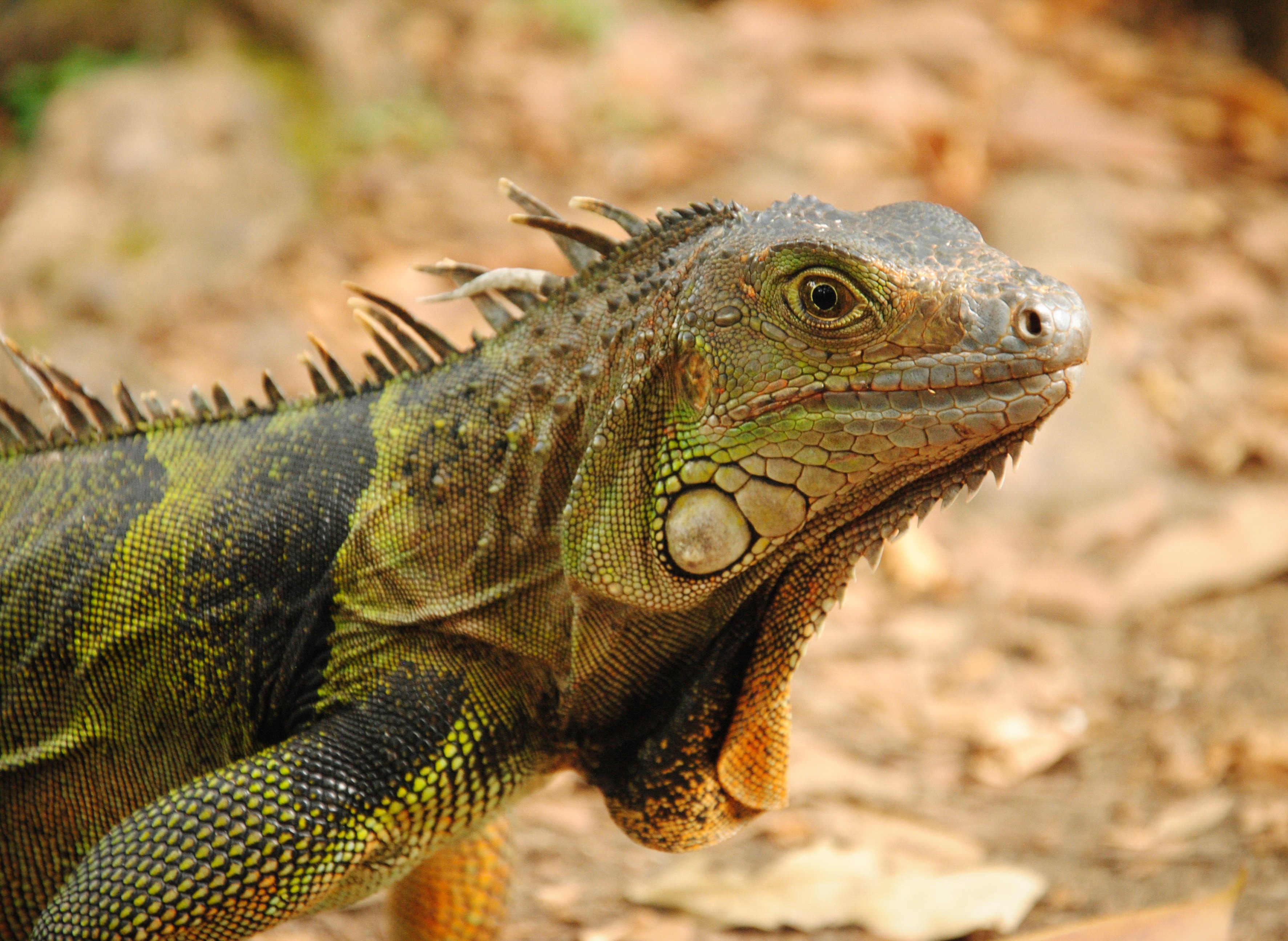 iguana_reptile_lizard_110408_3545x2592.jpg