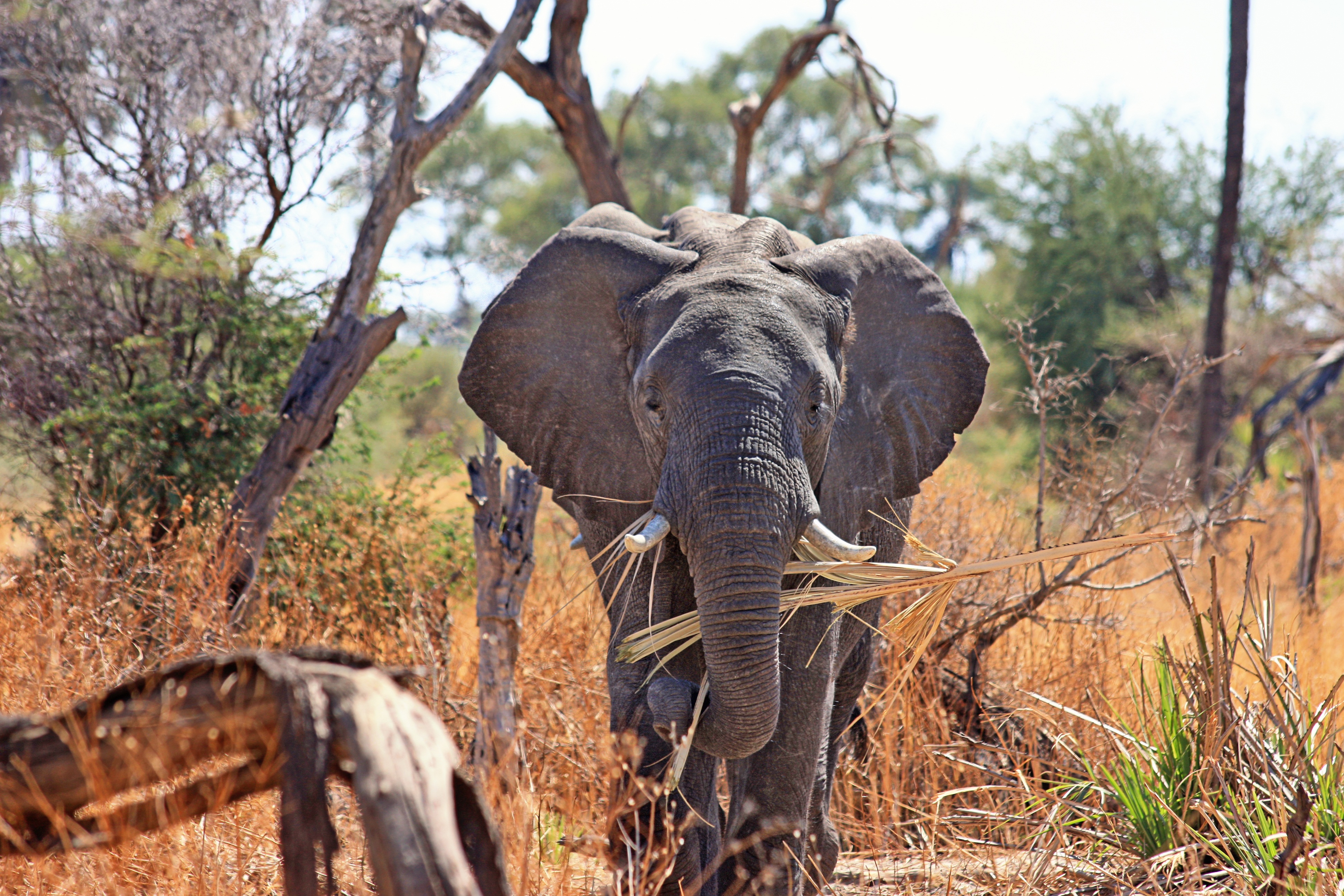 elephant-animal-proboscis-safari-46507.jpeg