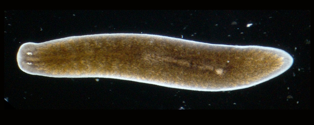 Planaria_torva.jpg