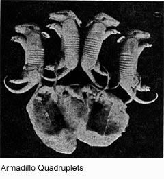 armadillo_quadruplets.jpg