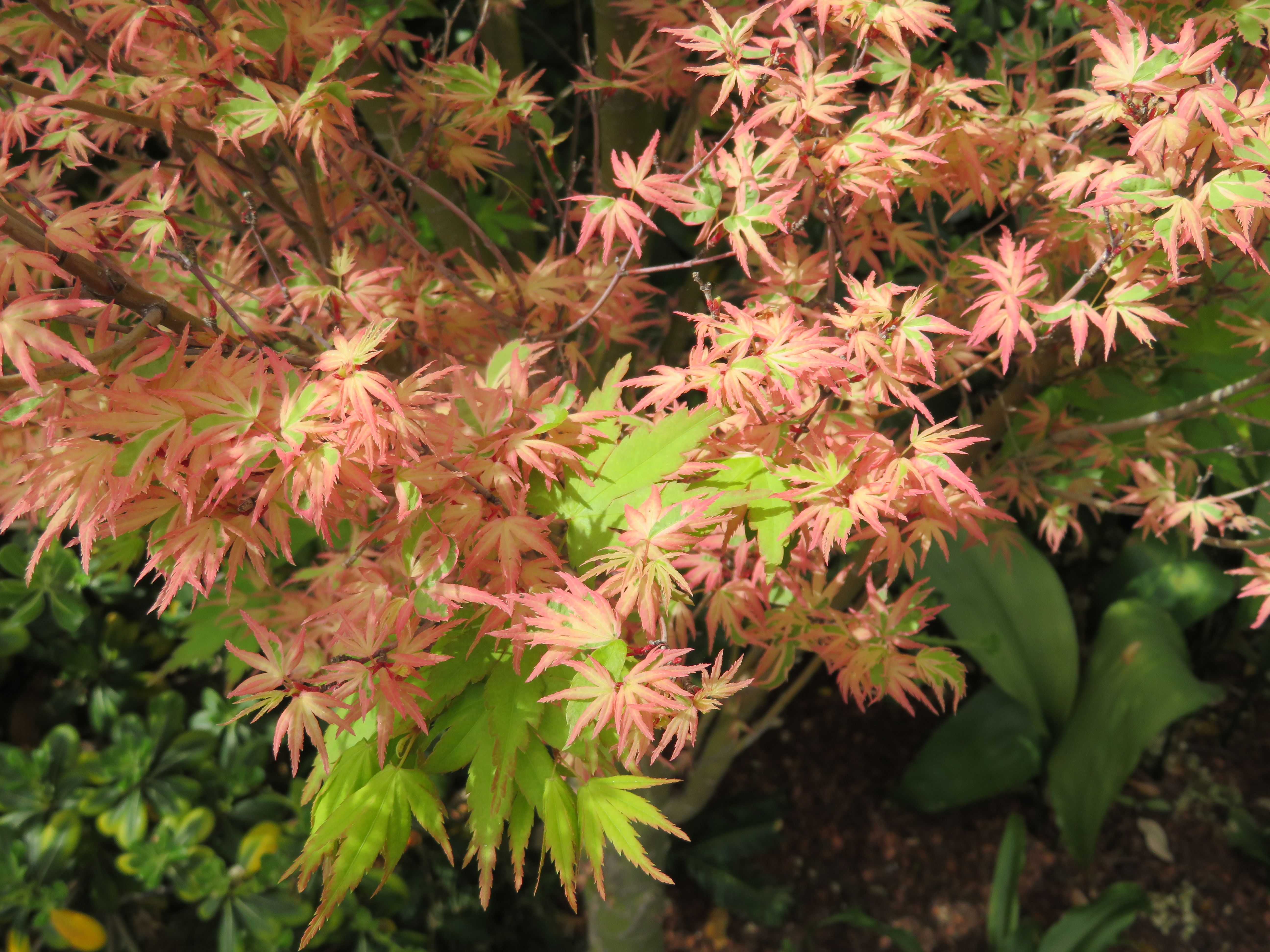 JapaneseMaple3.JPG