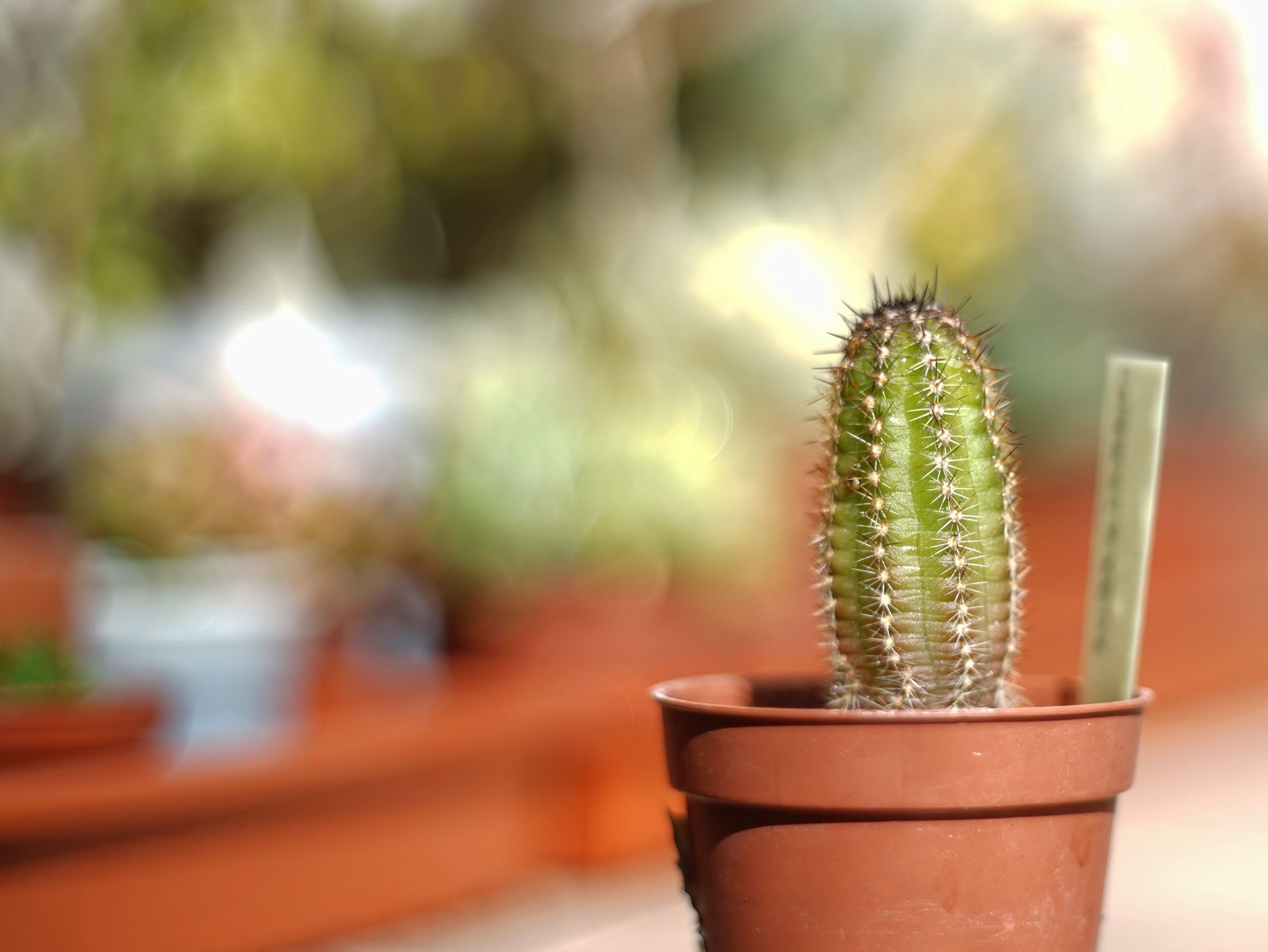 cactus baby bokeh pentacon 1.jpg