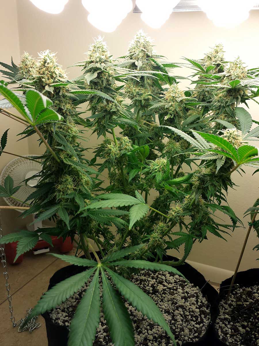 big-buds-under-cfl-grow-lights-cannabis.jpg