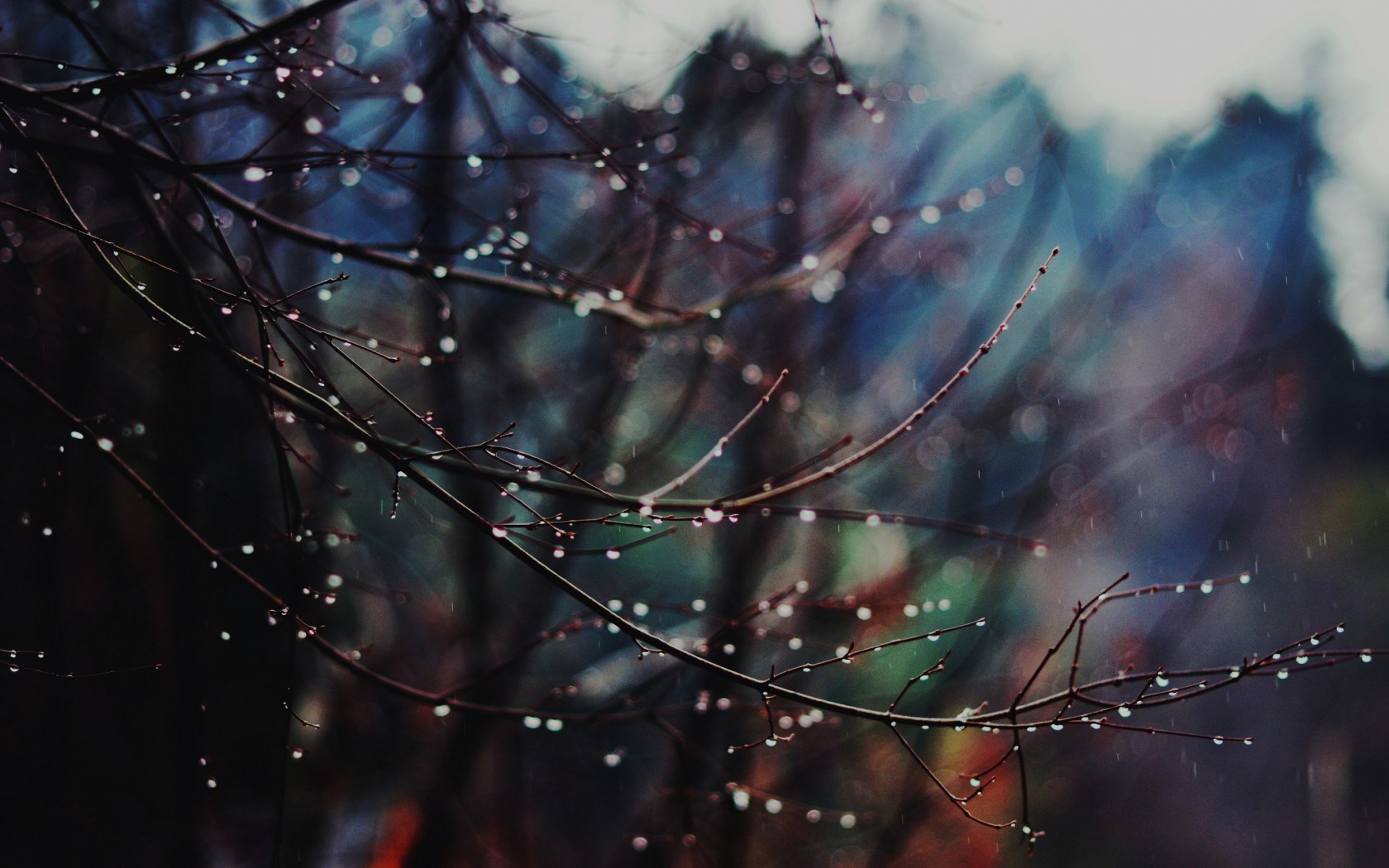 macro-branches-rain-drops-1.jpg