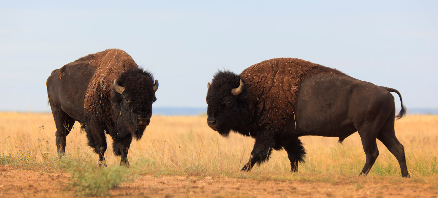 Caprock_Bison-release-_MG_1243A-opti.jpg