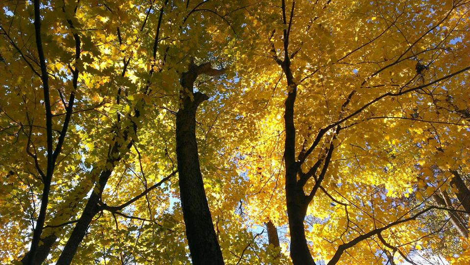 Fall in Louisville, KY.jpg