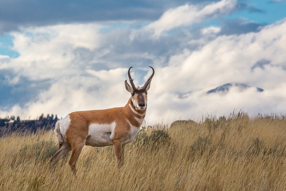 pronghorn-1119146_960_720.jpg