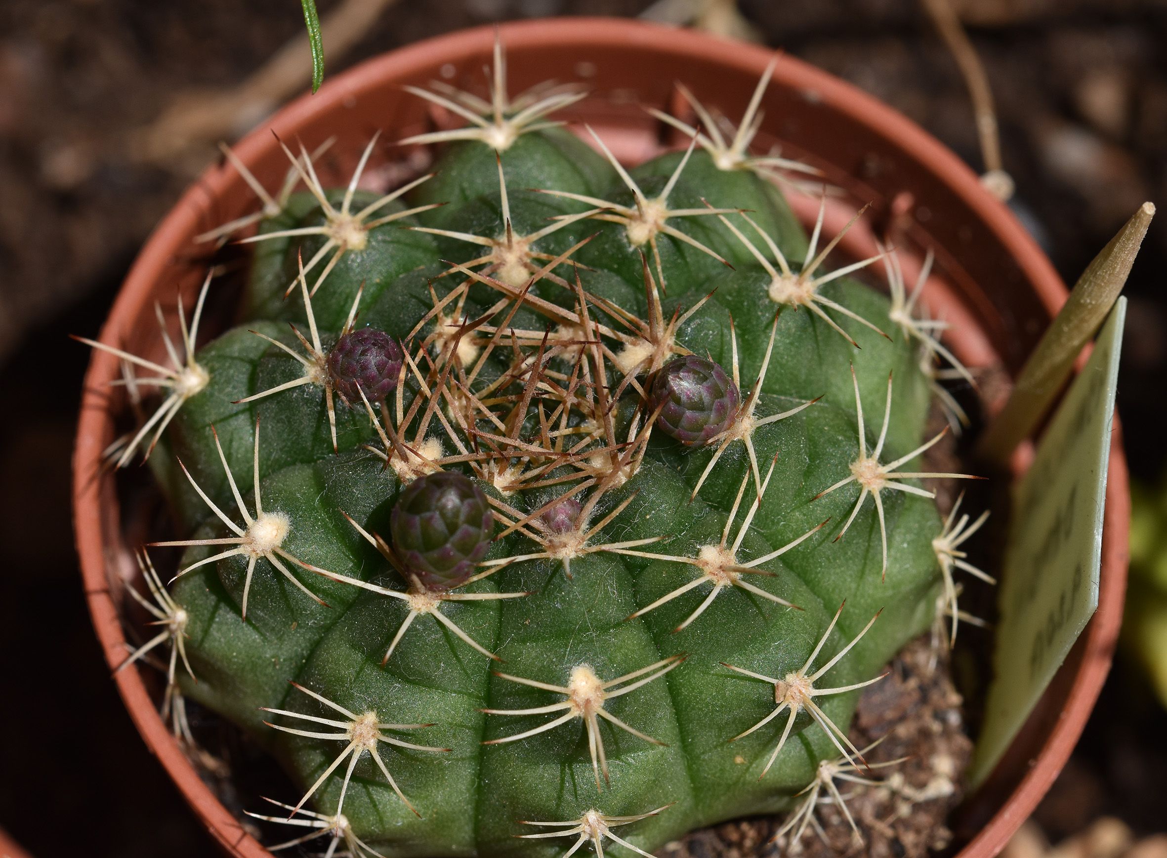 Gymnocalycium damsii cactus flower buds 3.jpg