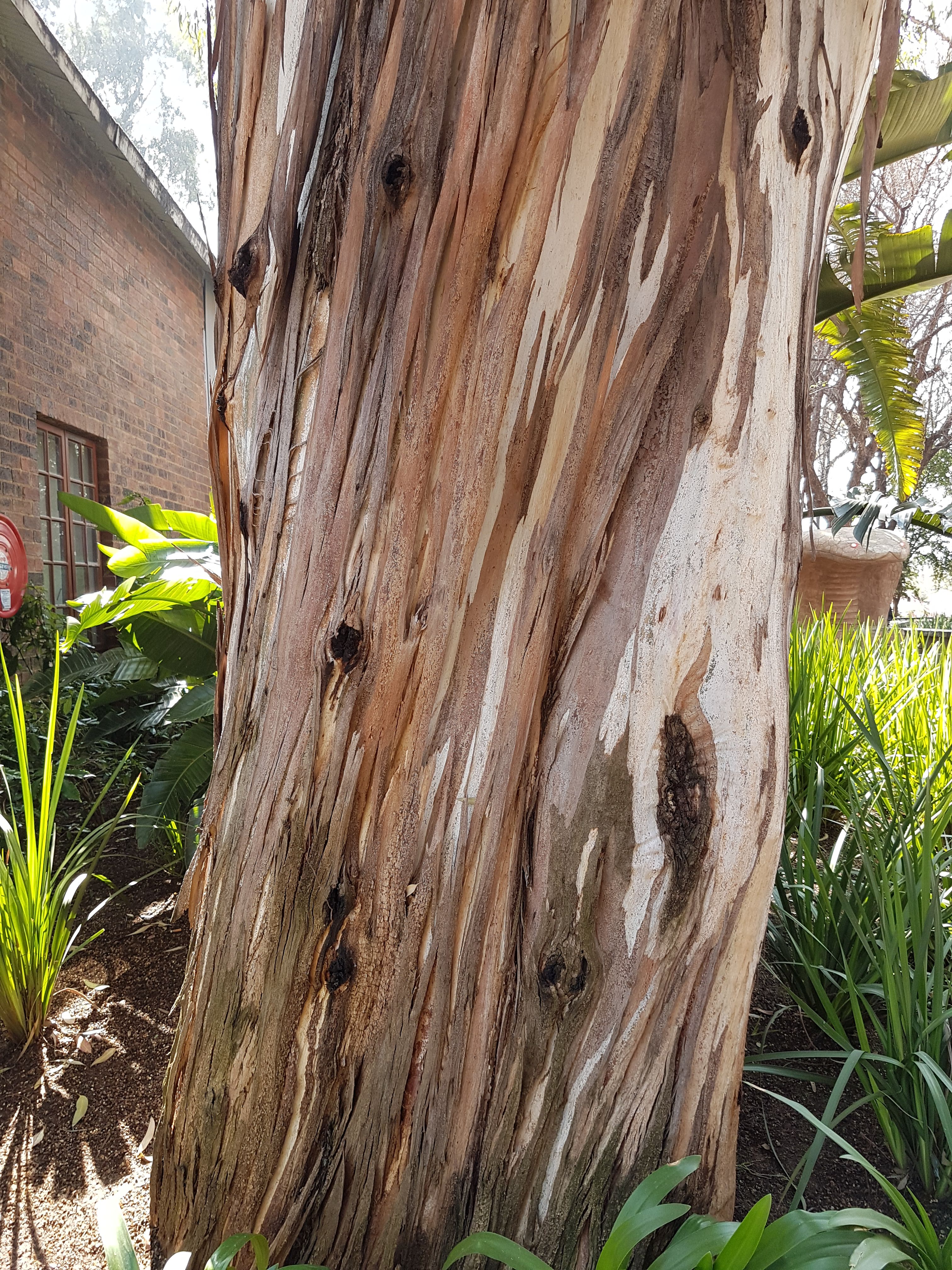 Tree Tuesday Rainbow Eucalyptus Grandi/Saligna Gum tree