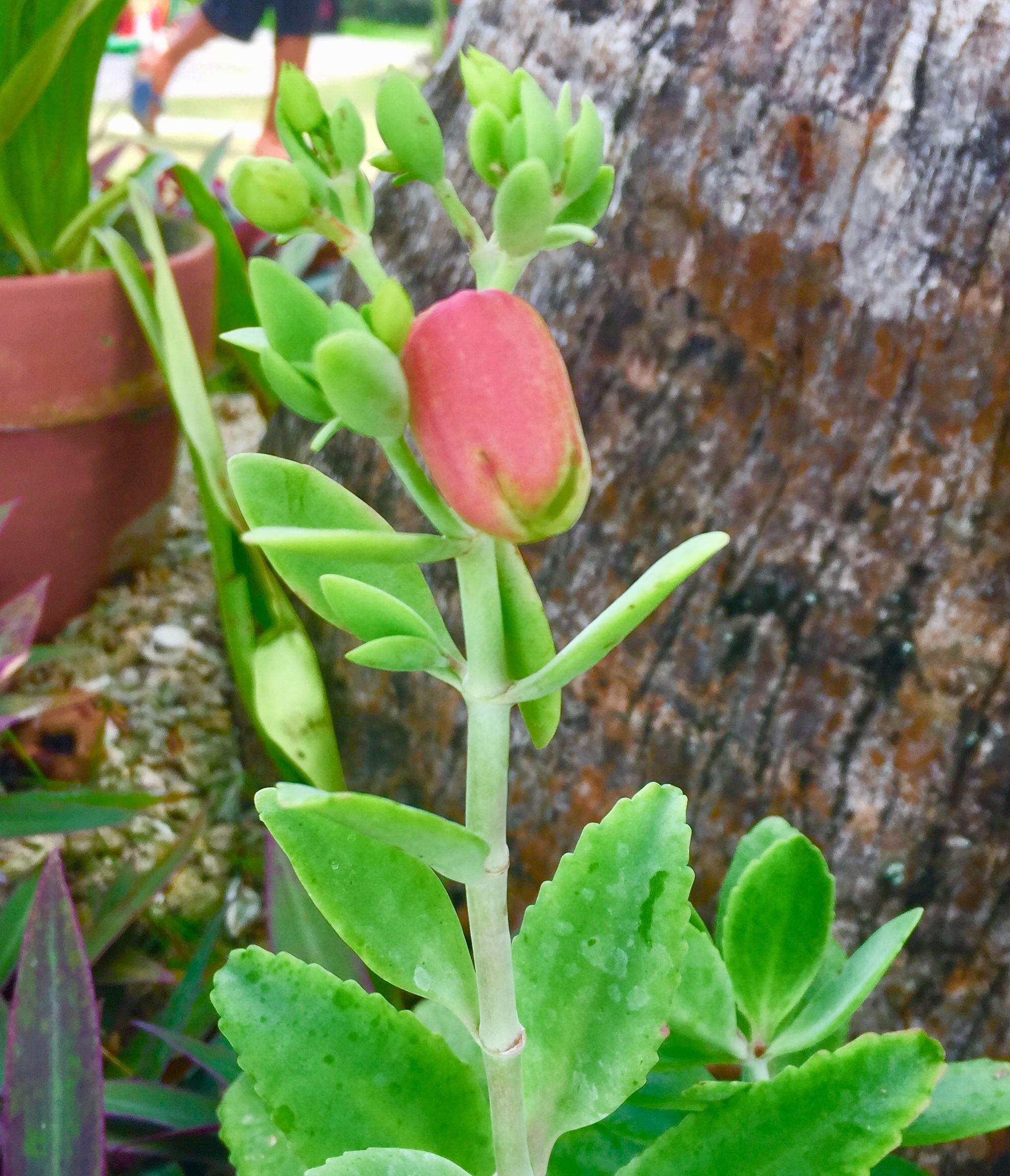 Katakataka Plant S Flower In Macro Shot Steemit