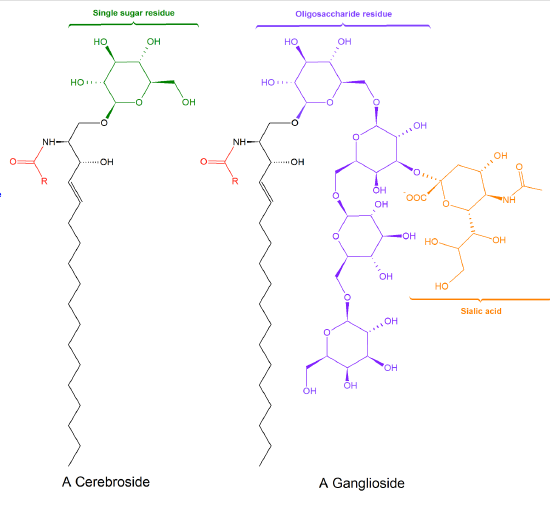 glycosphingolipid.png