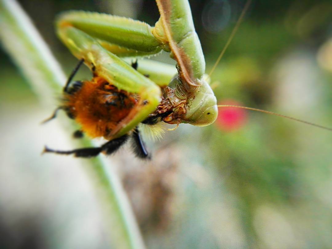 mantis eaten.jpg