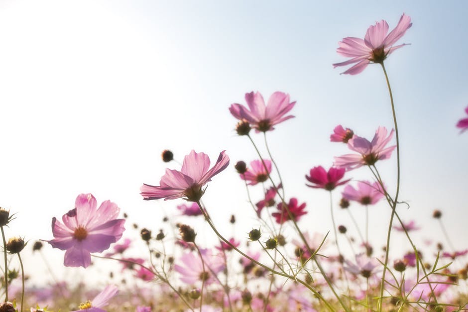 flowers-plants-korea-nature-158756.jpeg