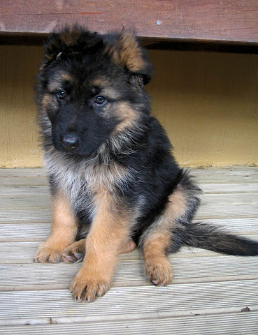 369px-GSD_Puppy.jpg