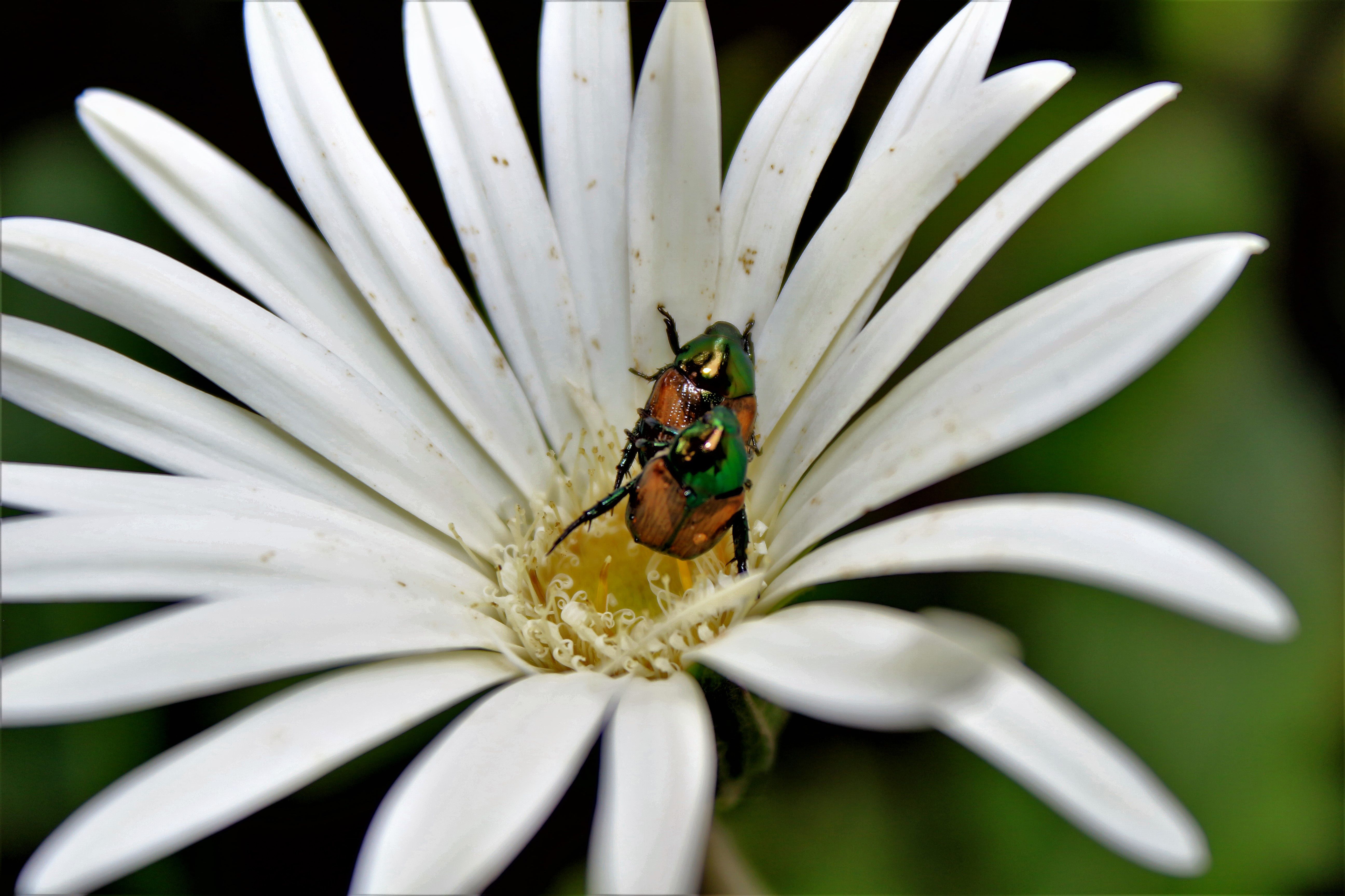 kumbang.jpg