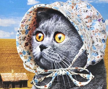 cat-bonnet(1).jpg