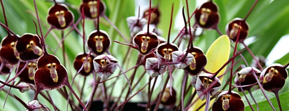 monkey-face-orchid.jpg