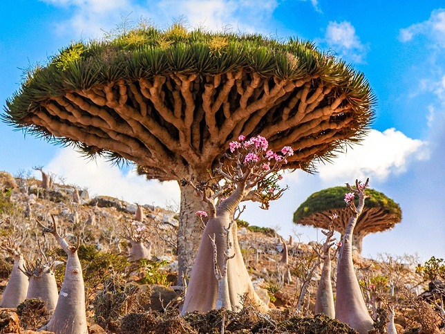 Socotra, Yemen.jpg