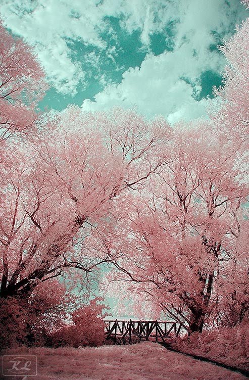 pink-trees.jpg