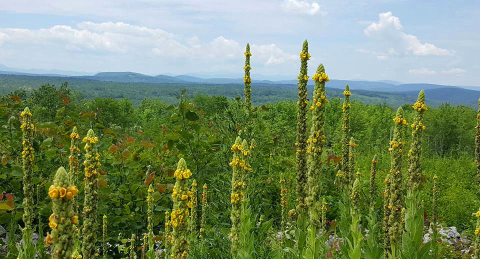 maine.jpg