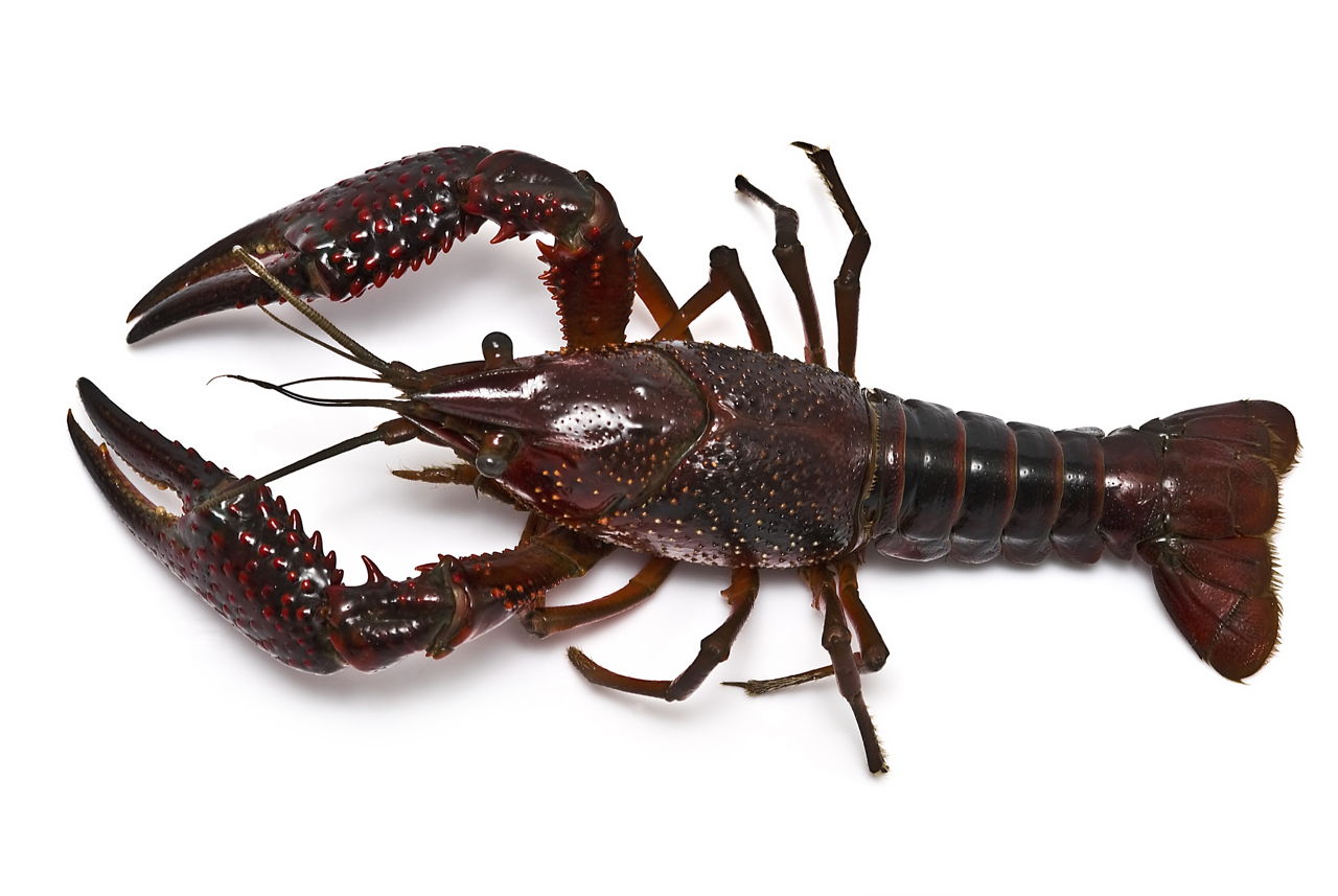 1280-176966970-red-crayfish.jpg