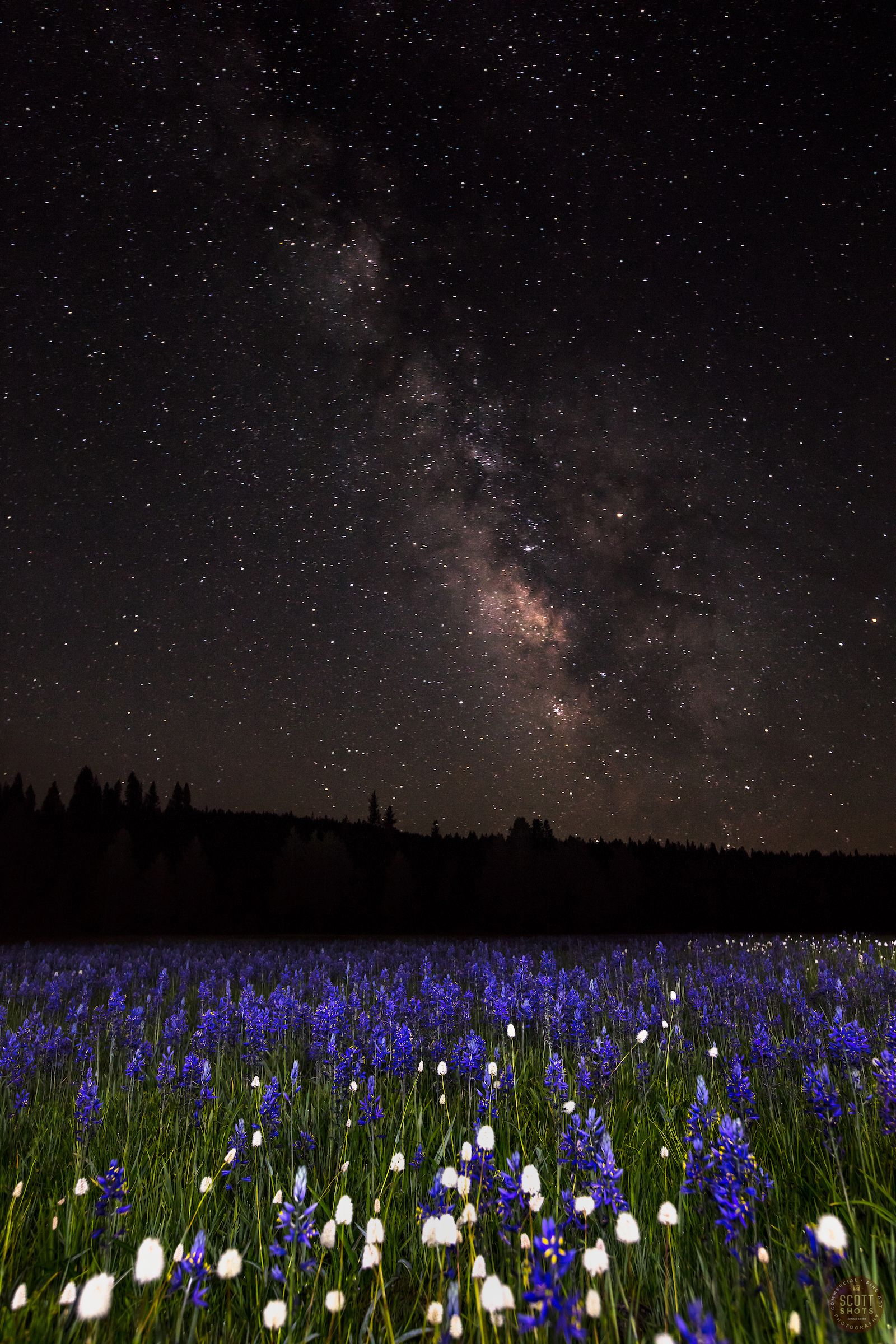 Milky Way Above Sagehen Meadows 2(1).jpg