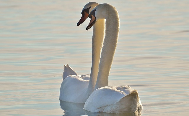 swans-1108040_640.jpg