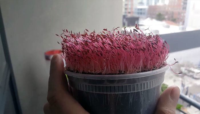 growing-amaranth-microgreens.jpg