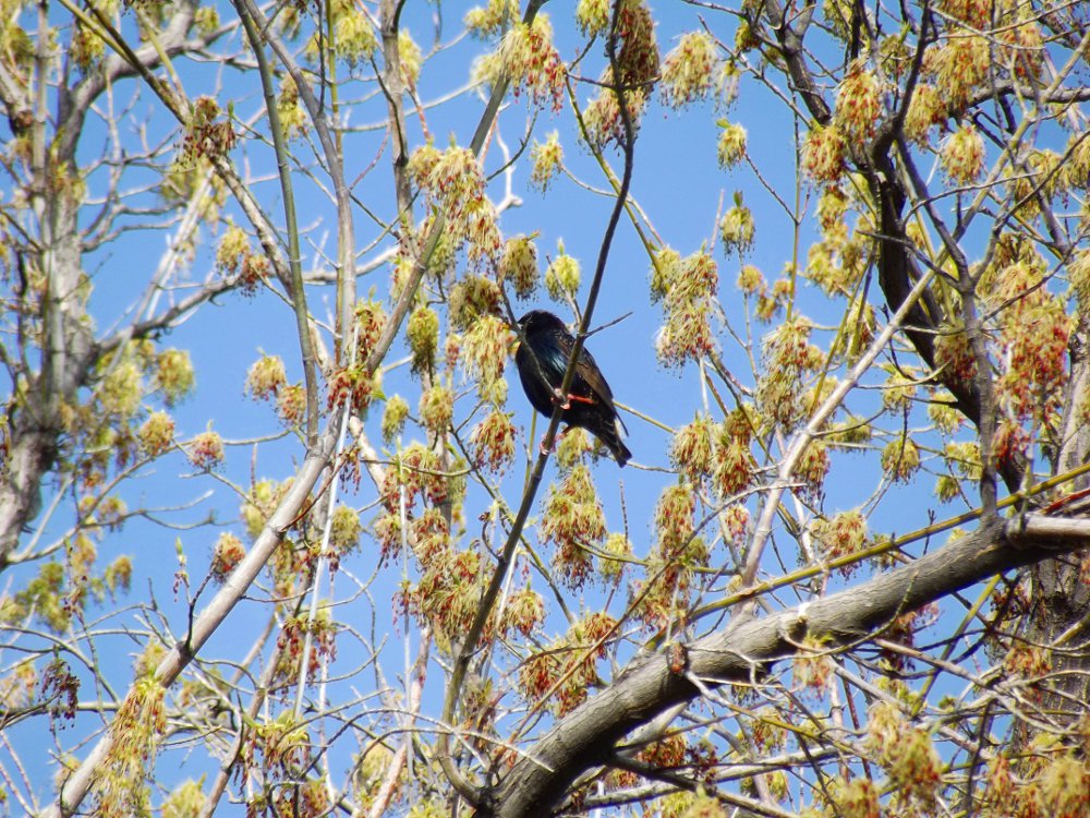 birds of paradise, starling,  photography by jeronimo rubio, 2018, all rights reserved, nature (1234).jpg