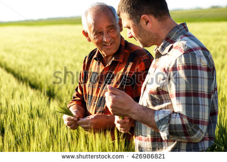 stock-photo-two-farmers-in-a-field-examining-wheat-crop-426986821.jpg