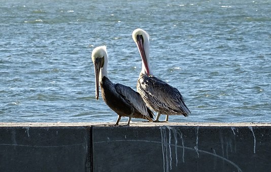 pelican-1004687__340.jpg