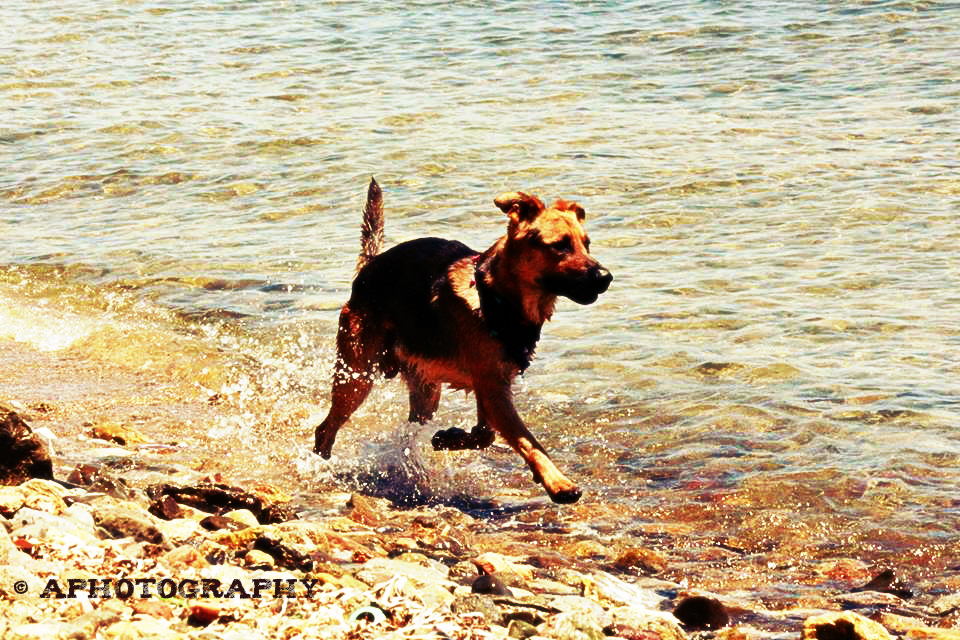 Happy Dog running.jpg