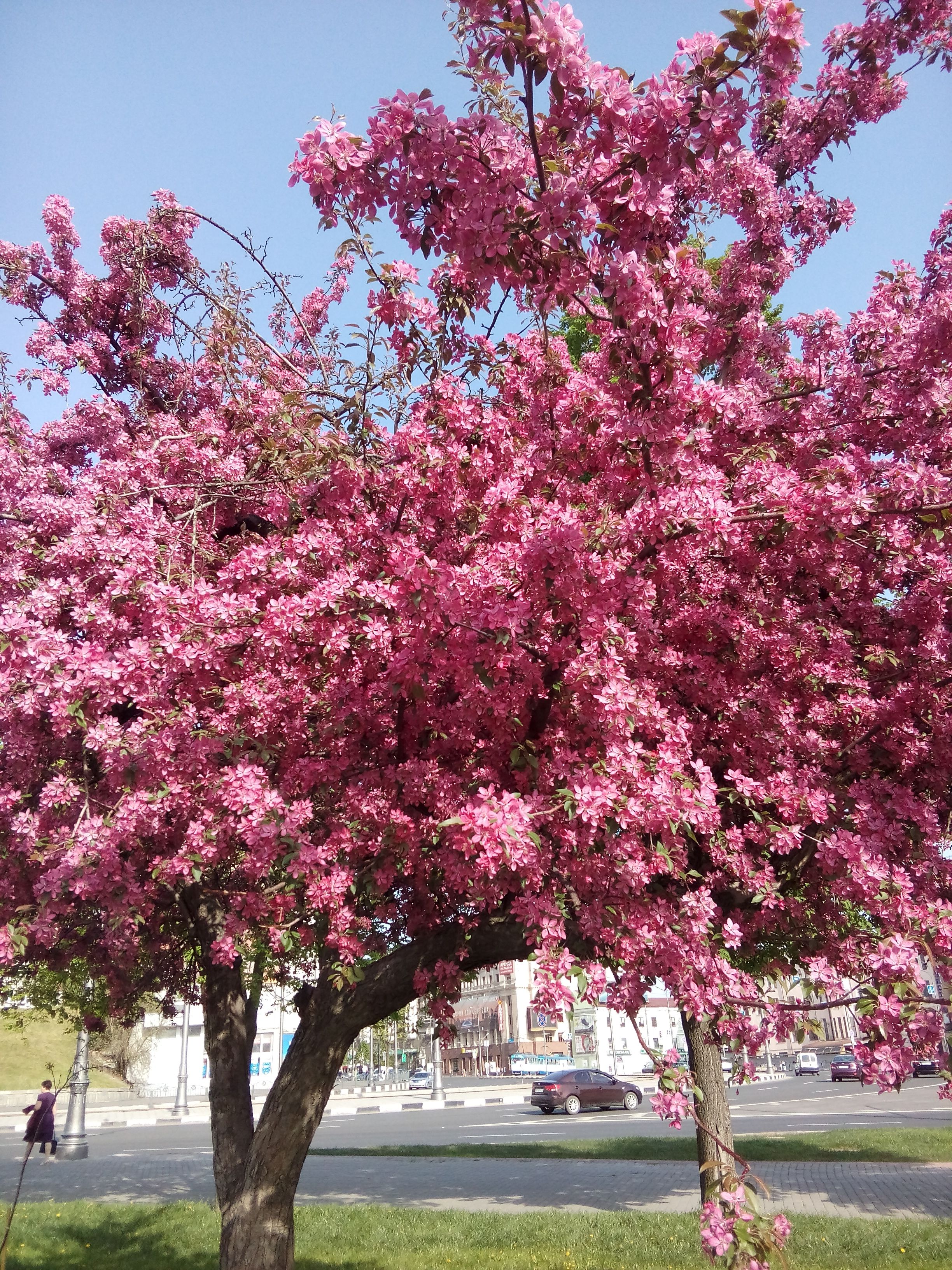 Цветущие деревья названия и фото в москве