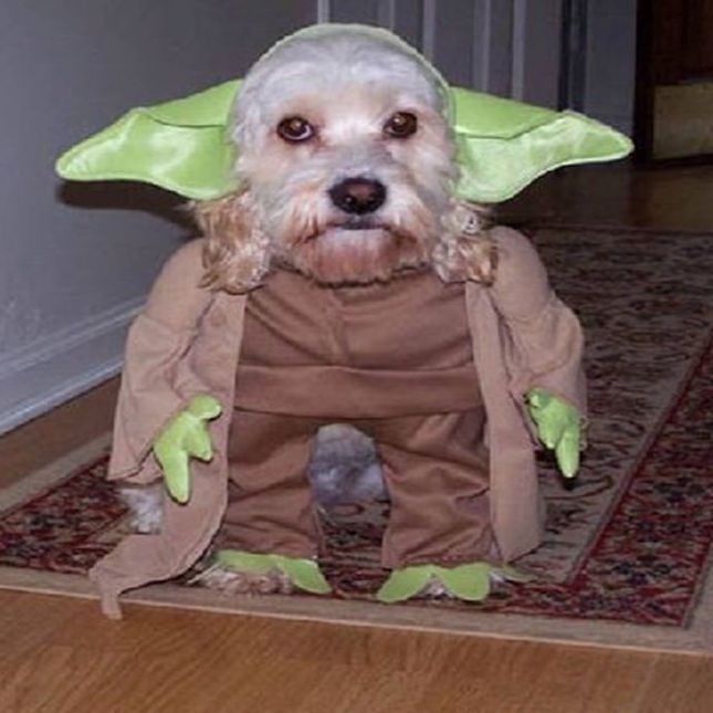 816c7bb9f9c3644b5275628c8cd746ca--dog-halloween-costumes-dog-costumes.jpg